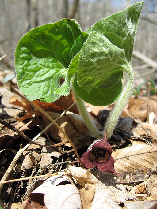 Asarum canadense