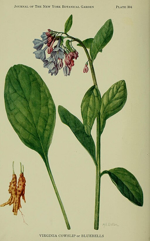Mertensia virginica