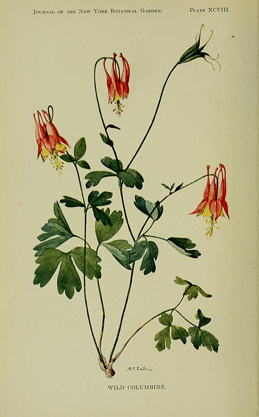 Aquilegia canadensis