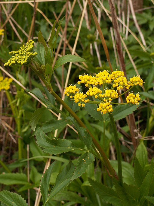 Zizia aurea