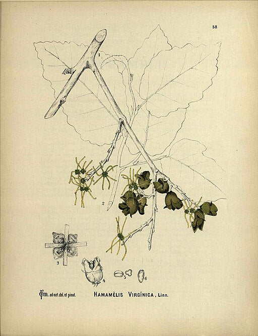 Hamamelis virginiana - Witch Hazel