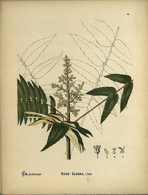 Rhus glabra - Smooth Sumac