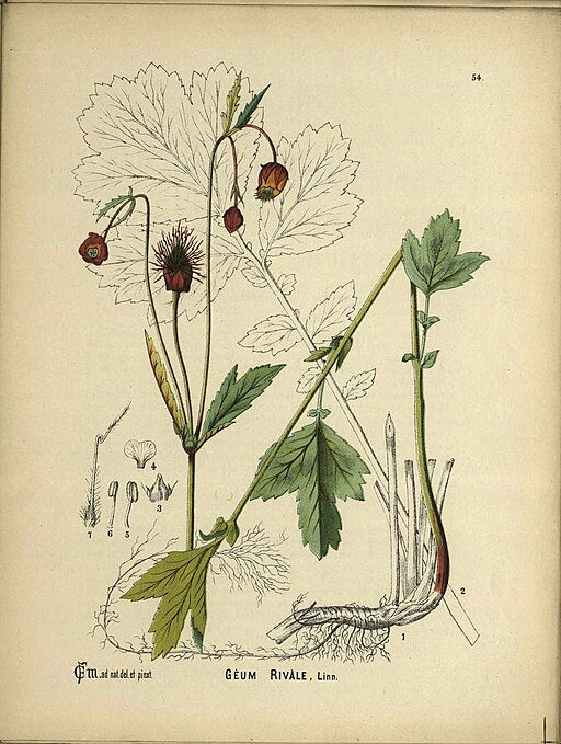 Geum rivale - Water Avens