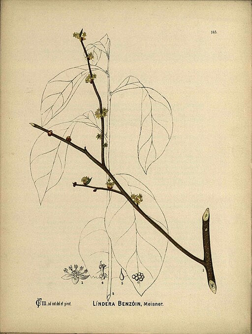 Lindera benzoin - Spicebush