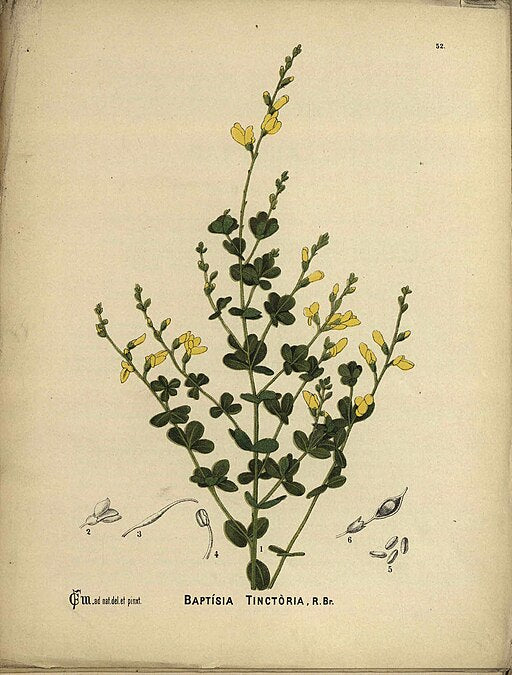 Baptisia tinctoria