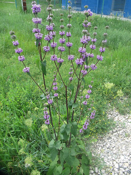 Phlomoides tuberosa - Tuberous Jerusalem Sage