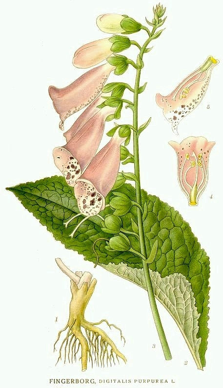 Digitalis purpurea 'Dalmation Peach'