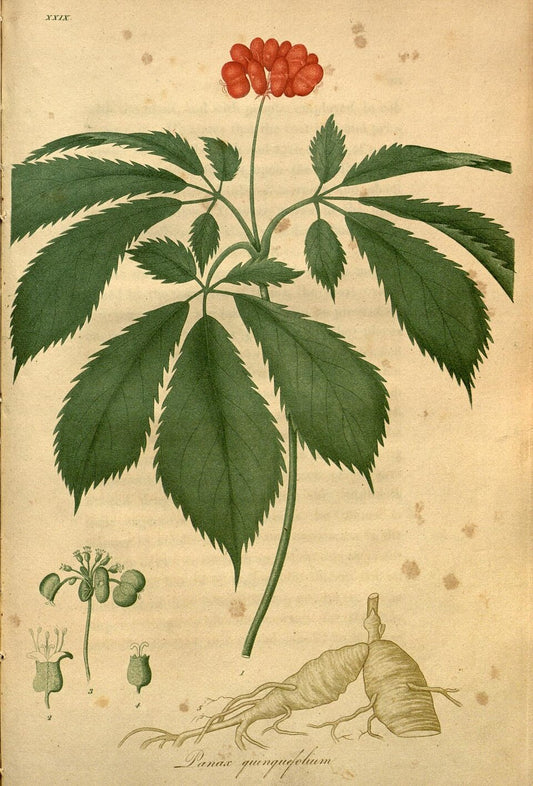 Panax quinquefolius - American Ginseng