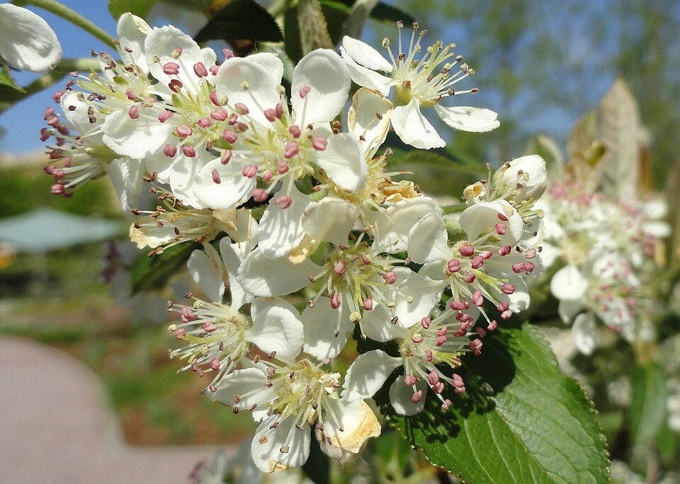 Aronia arbutifolia - Red Chokeberry