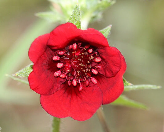 Potentilla thurberi 'Monarch's Velvet' - Scarlet Cinquefoil cultivar