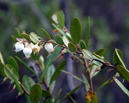 Chamaedaphne calyculata - Leatherleaf