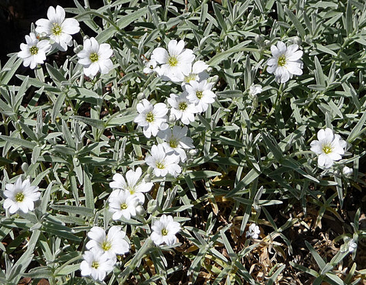 Cerastium tomentosum - Snow-in-summer