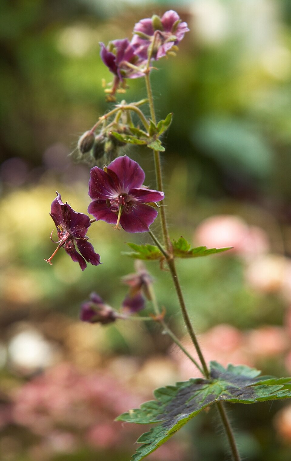 Geranium phaeum 'Samobor' - Mourning Widow cultivar