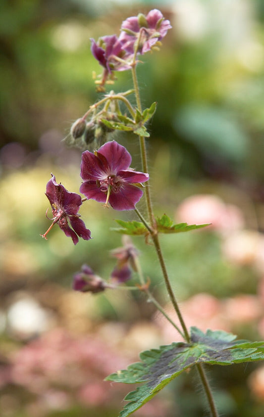Geranium phaeum 'Samobor' - Mourning Widow cultivar