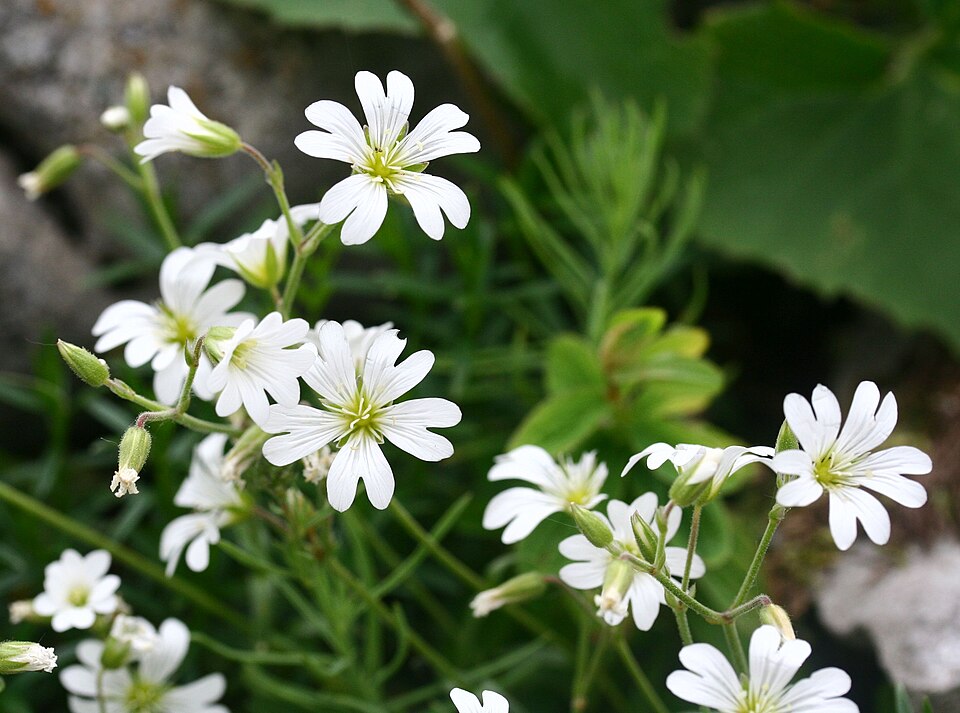 Gypsophila repens - Creeping Baby's Breath