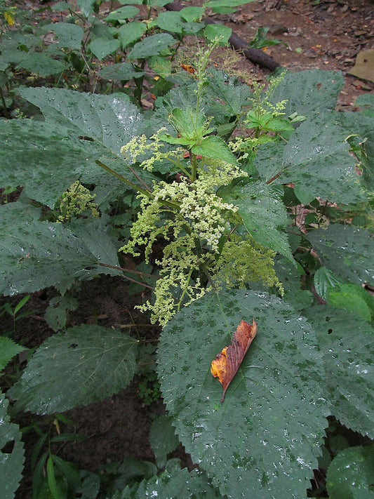 Laportea canadensis -  Canada Wood-nettle