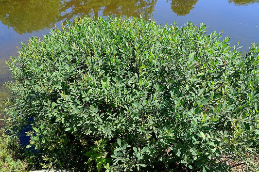 Myrica gale - Sweetgale