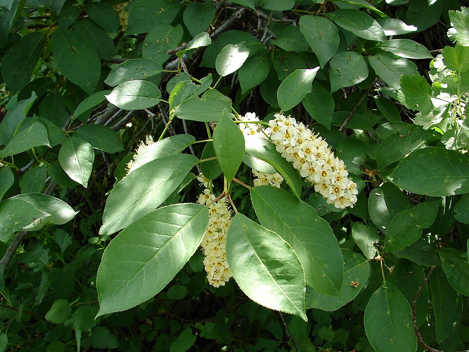 Prunus virginiana - Chokecherry