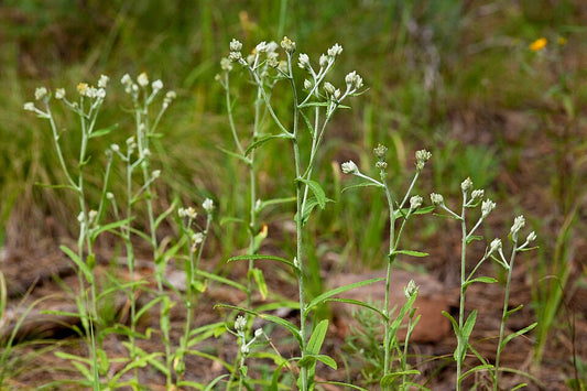 Pseudognaphalium macounii - Macoun's Rabbit-tobacco