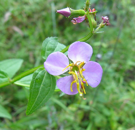 Rhexia virginica - Virginia Meadow-beauty