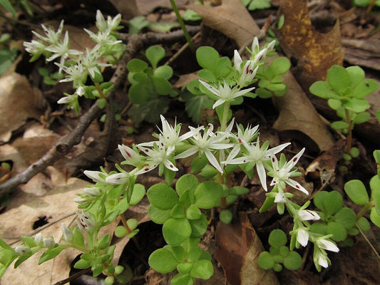 Sedum ternatum 'Larinem Park' - Woodland Stonecrop cultivar