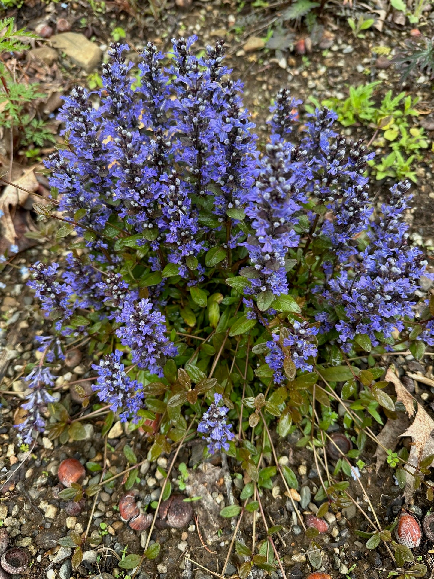 Ajuga x tenorii 'Chocolate Chip'