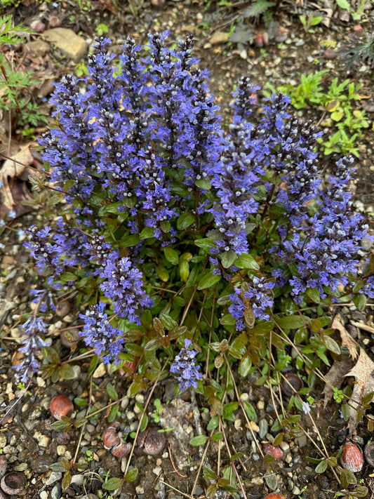Ajuga x tenorii 'Chocolate Chip'