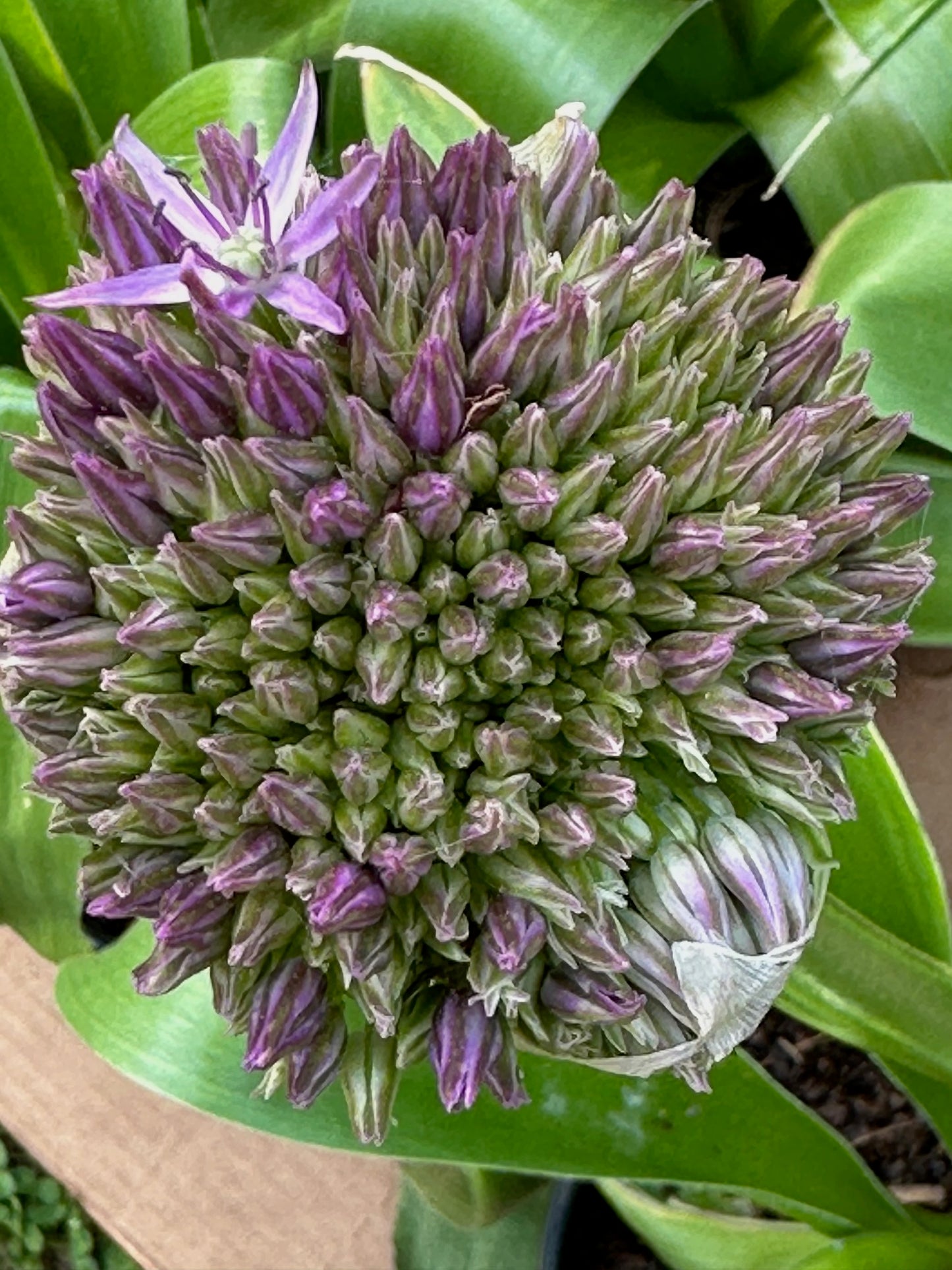 Allium 'Globemaster'
