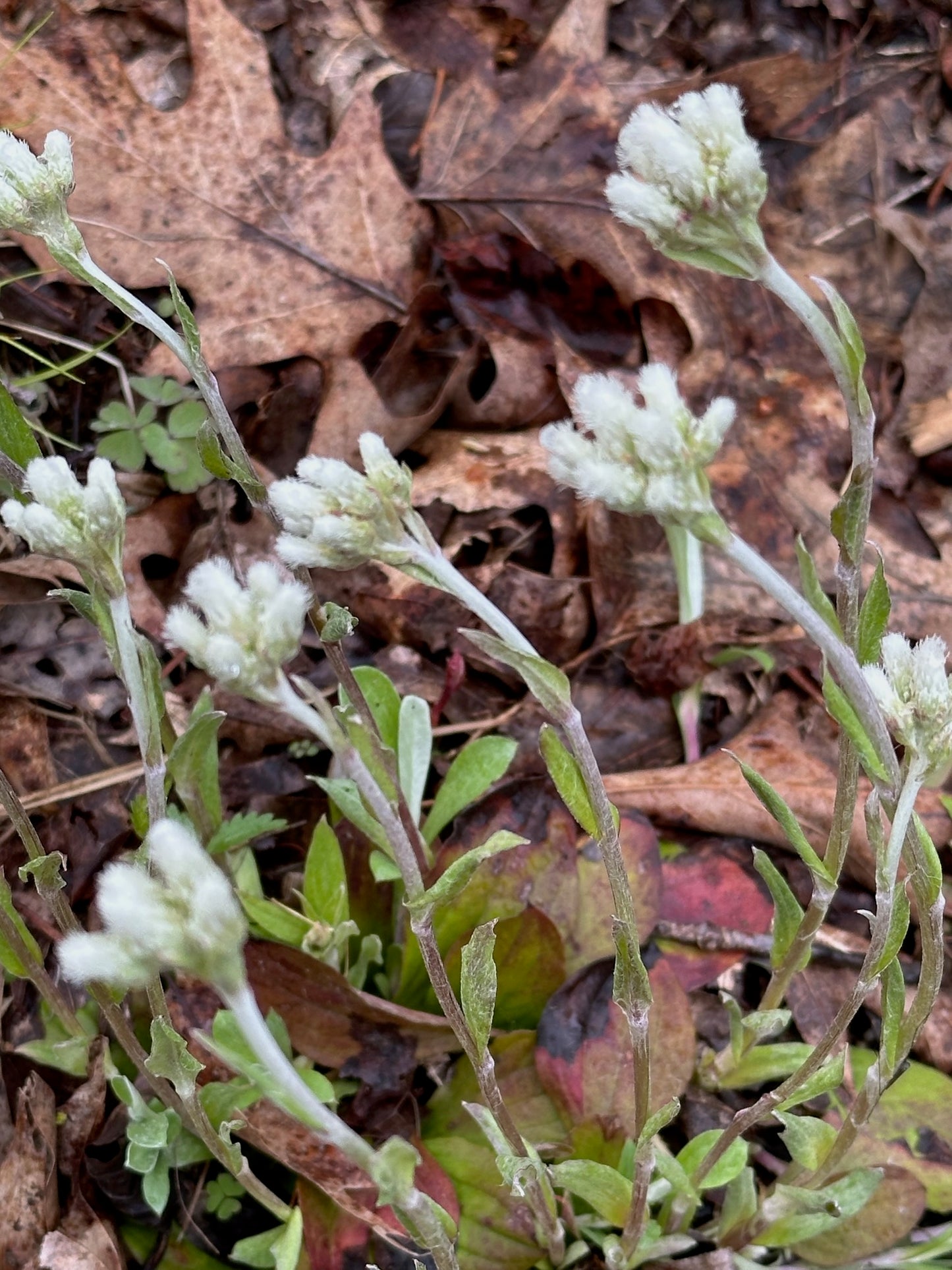 Antennaria plantaginifolia
