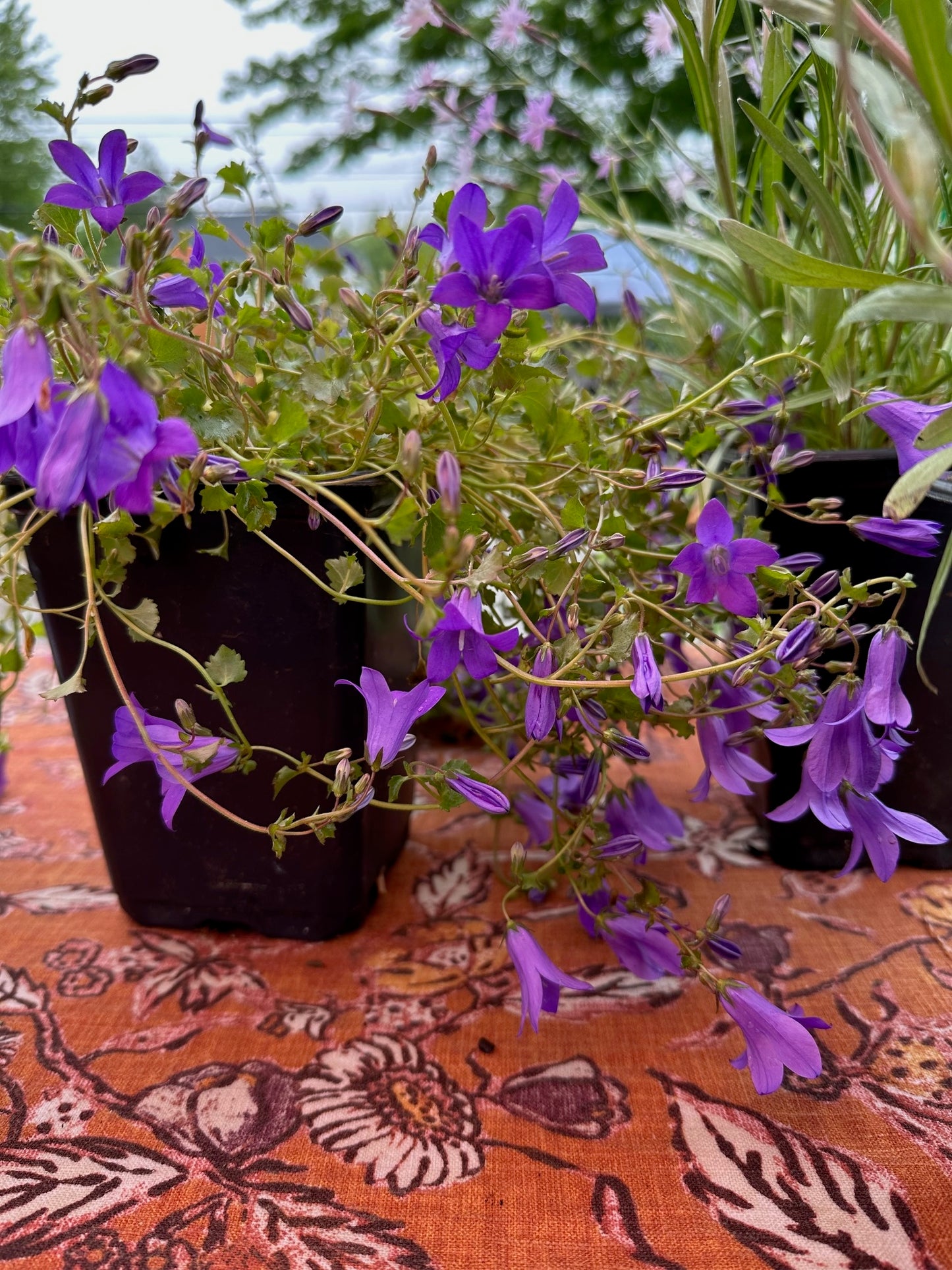 Campanula x 'Birch Hybrid'