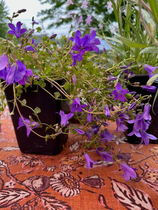 Campanula x 'Birch Hybrid'