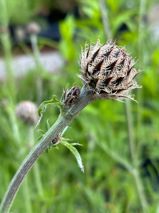 Centaurea atropurpurea