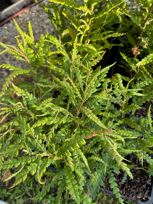 Comptonia peregrina