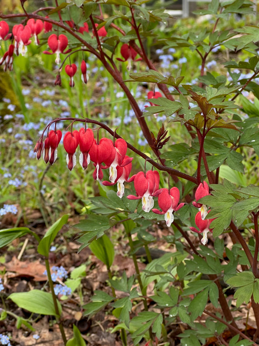 Dicentra spectabilis 'Valentine'