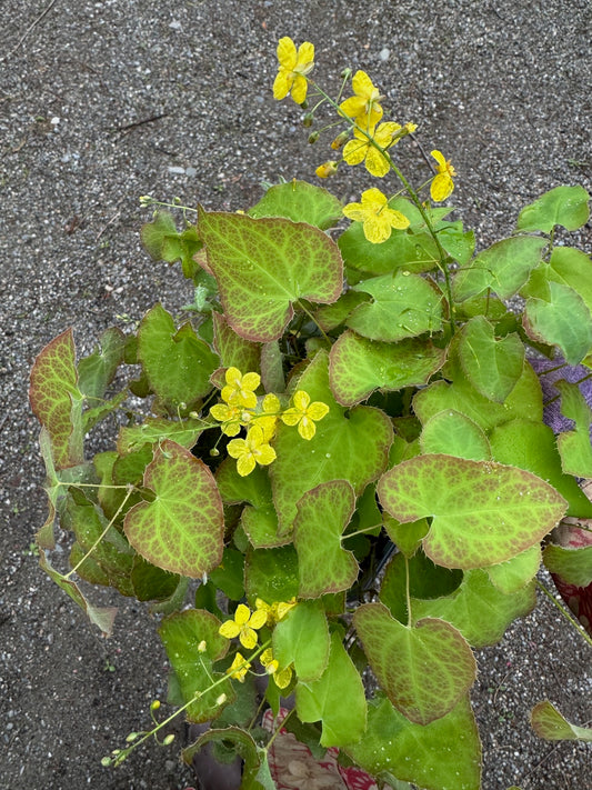 Epimedium perralchicum 'Frohnleiten'