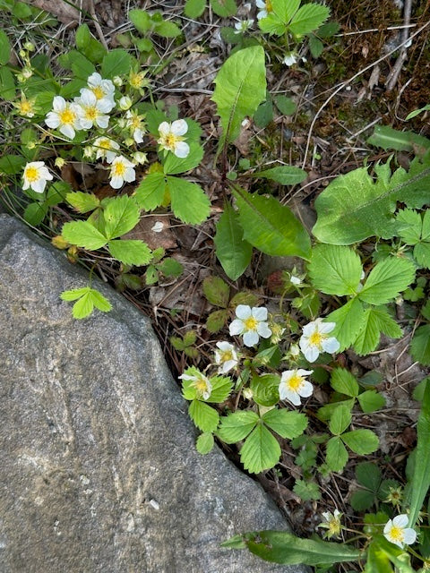 Fragaria virginiana