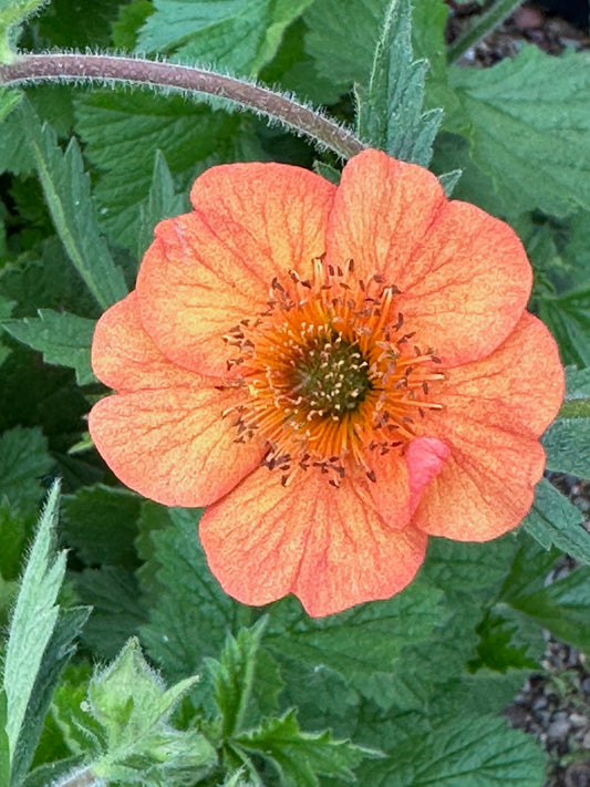 Geum x 'Totally Tangerine'