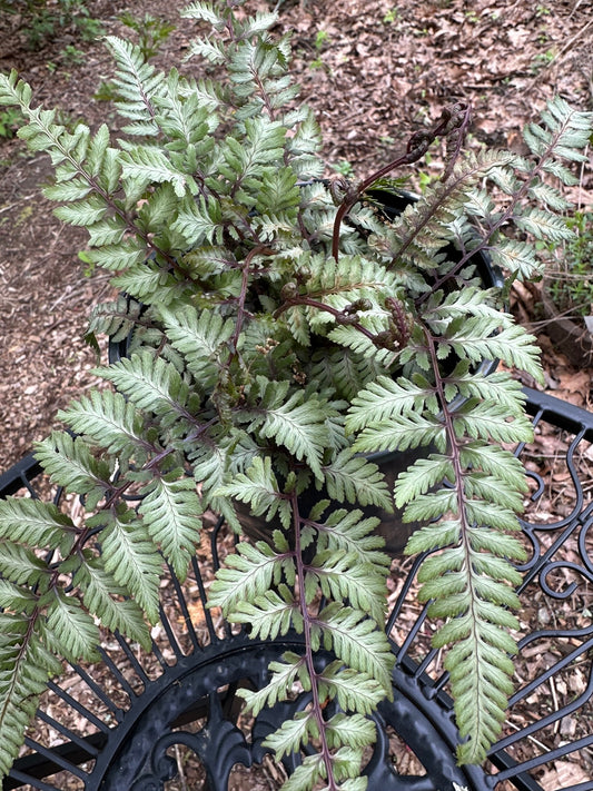 Athyrium niponicum var. pictum 'Godzilla'