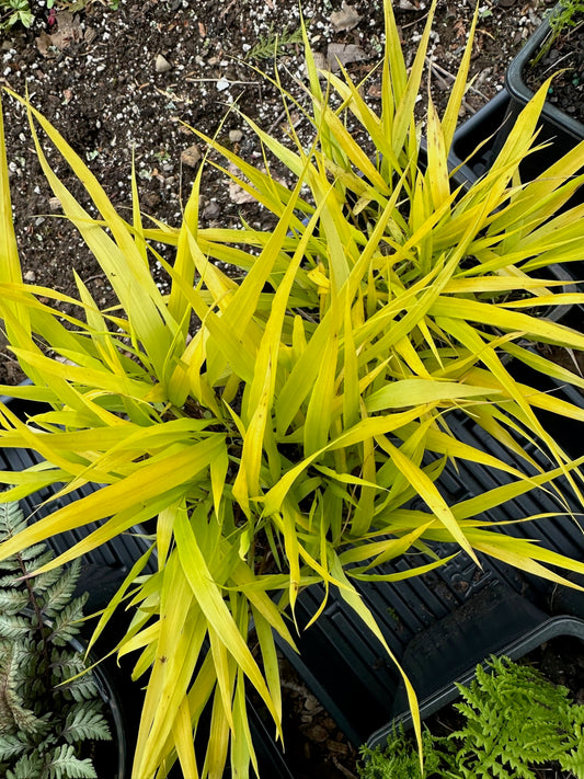 Hakonechloa macra 'All Gold'
