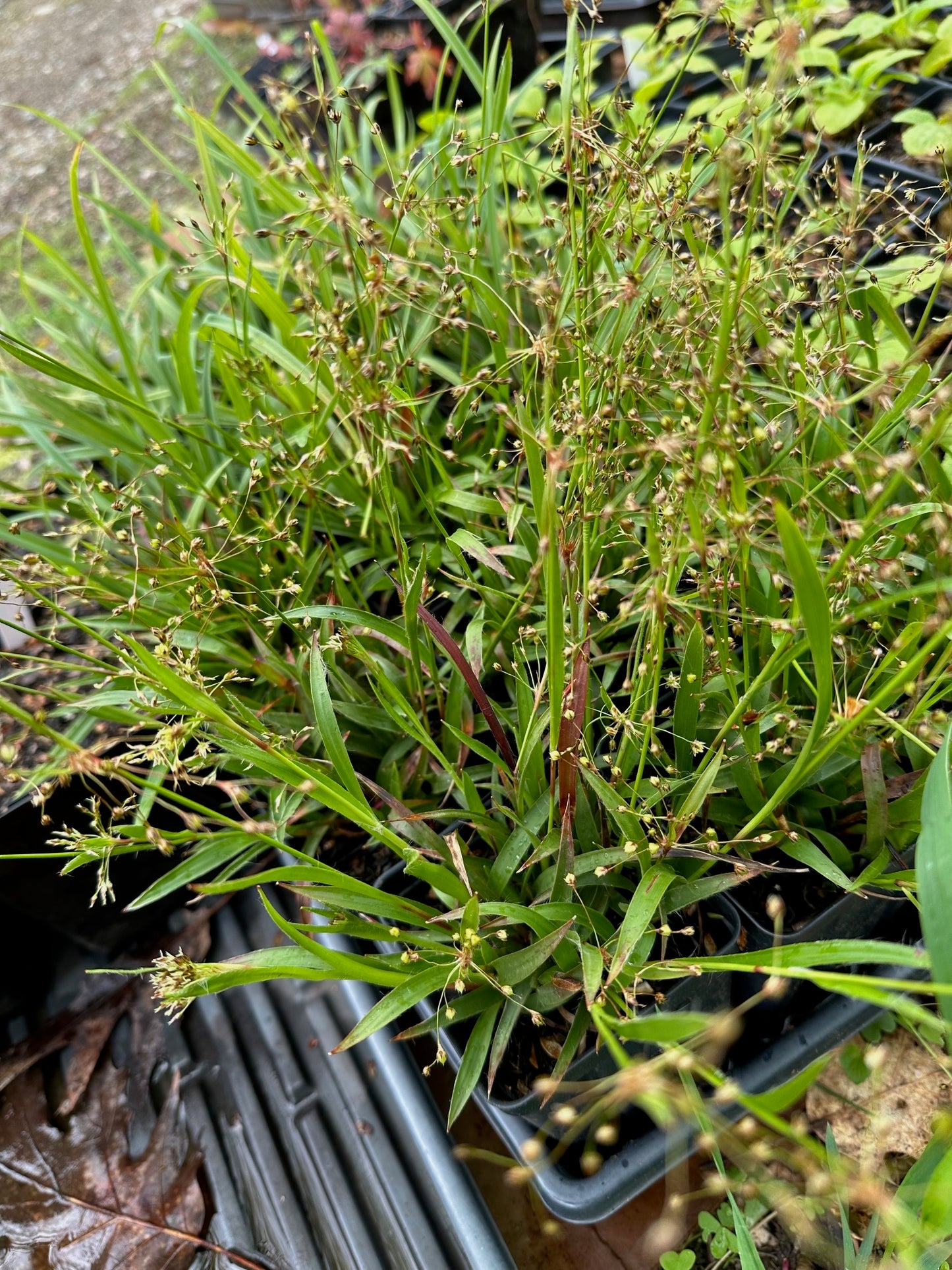 Luzula acuminata