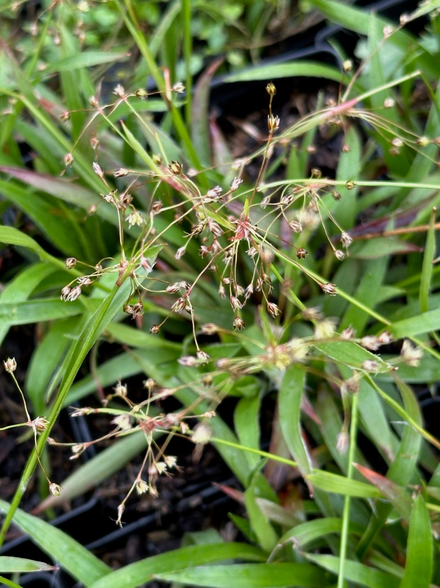 Luzula acuminata