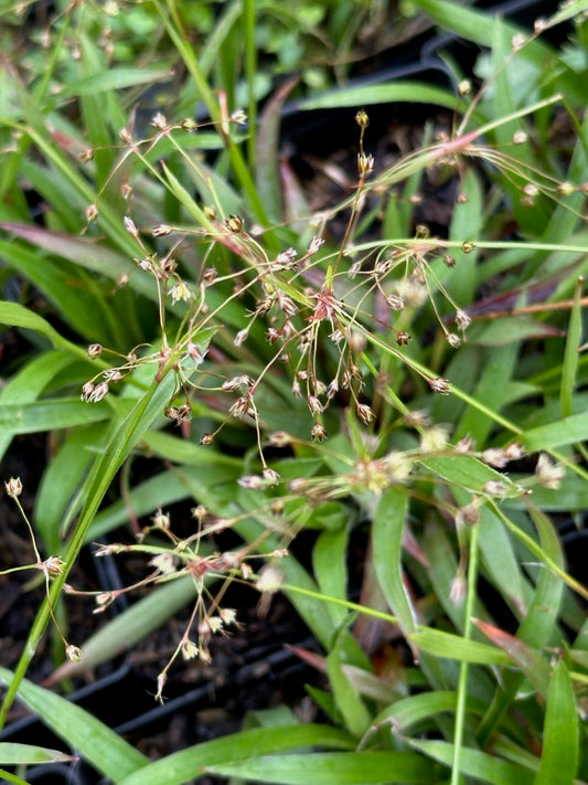 Luzula acuminata