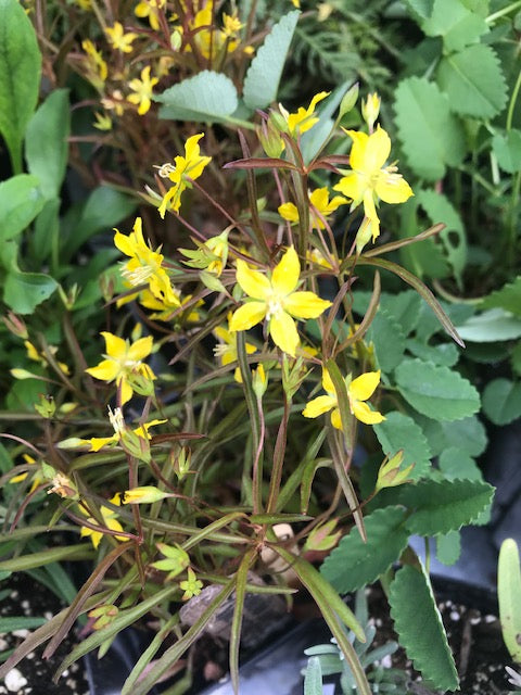 Lysimachia lanceolata var. purpurea