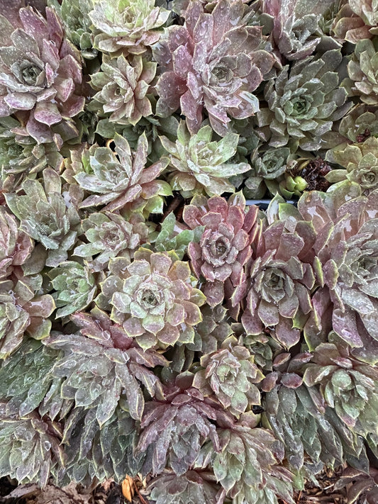 Sempervivum 'Pacific Blue Ice'