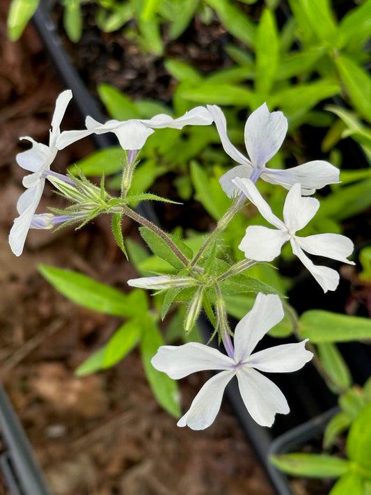 Phlox divaricata 'May Breeze'