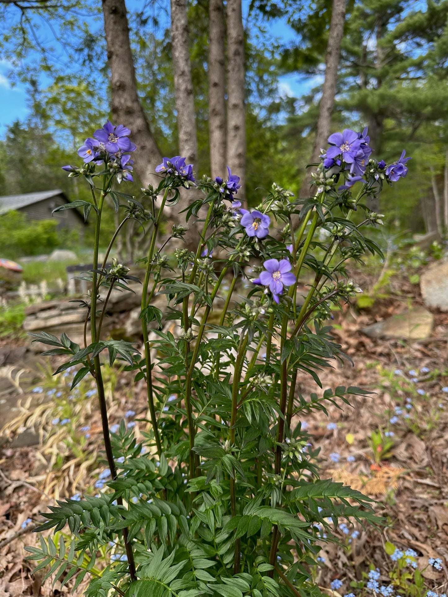 Polemonium yezoense var. hidakanum 'Purple Rain'