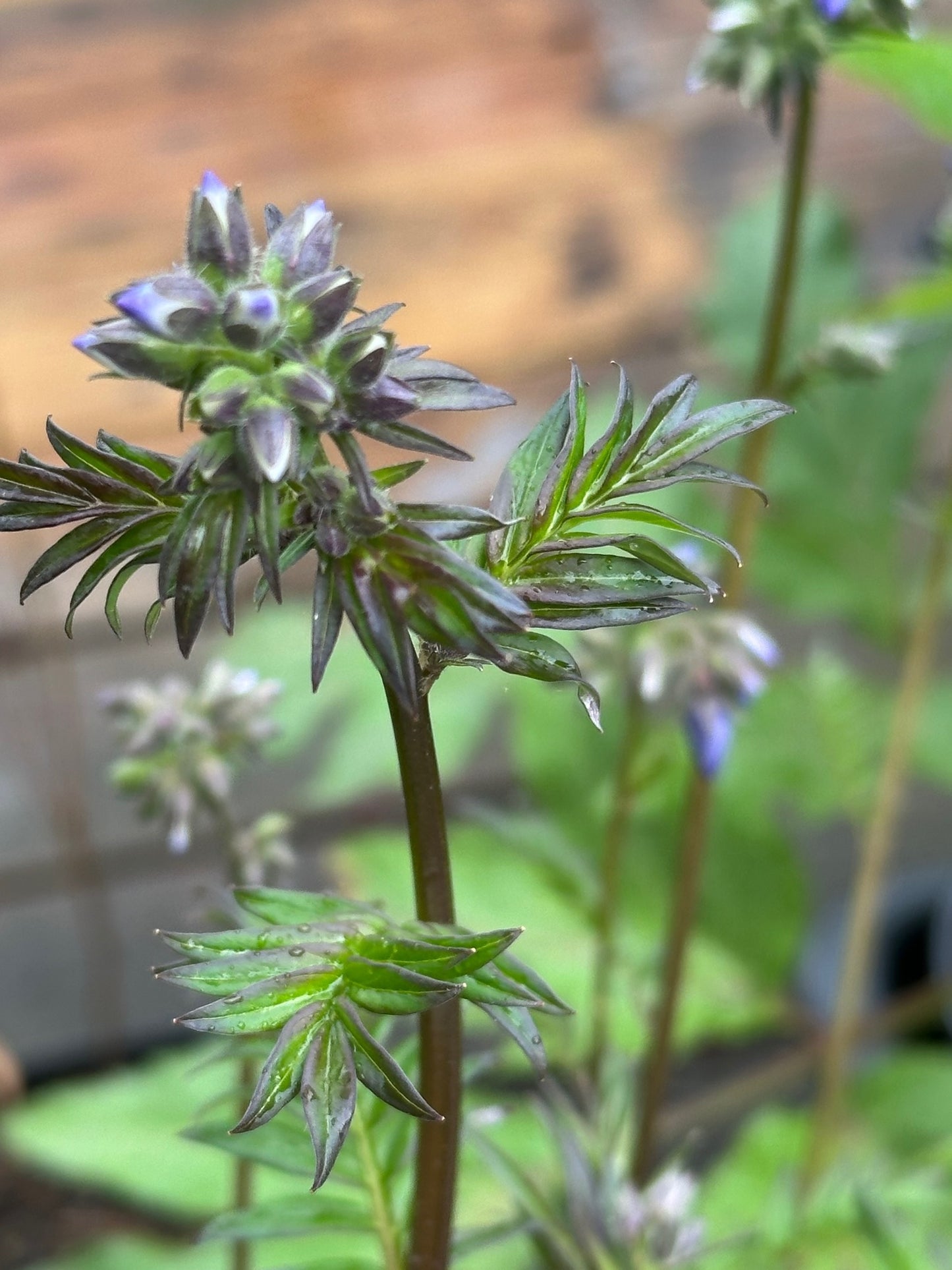 Polemonium yezoense var. hidakanum 'Purple Rain'