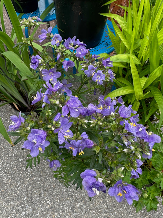 Polemonium yezoense var. hidakanum 'Purple Rain'