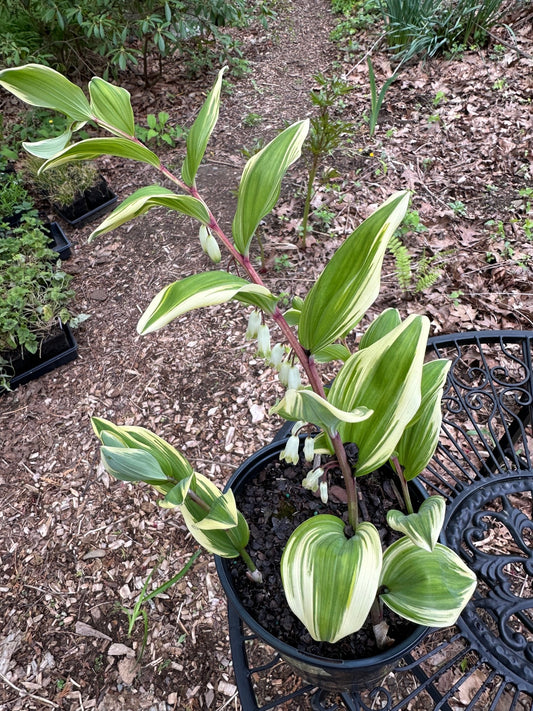 Polygonatum odoratum 'Variegatum'