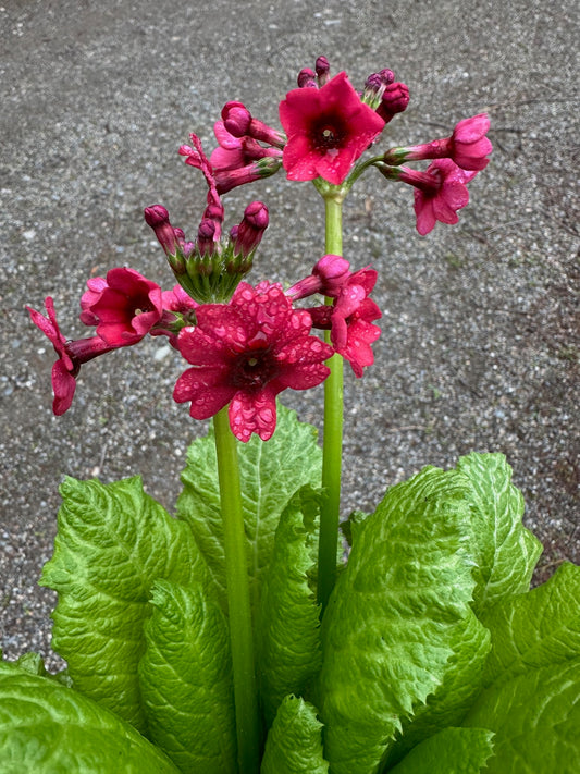 Primula japonica